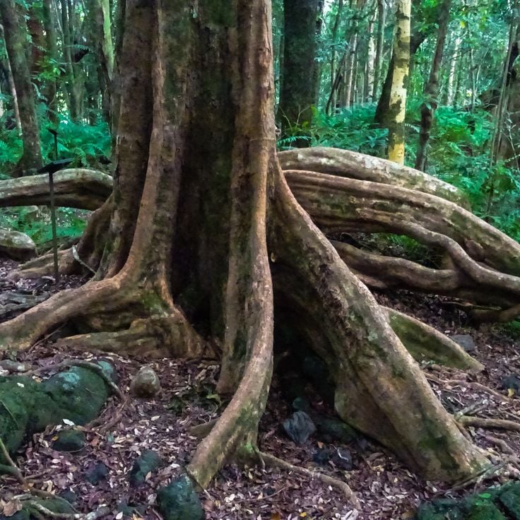 Forêt de Mare Longue