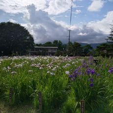 Nagai Ayame Park