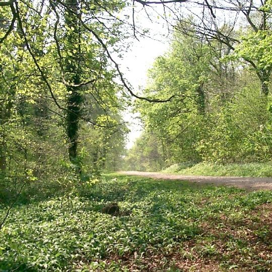 Castell Coch Woodlands and Road Section