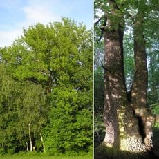 Dub u Horních Vesců I