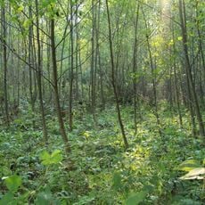 Saladínská olšina