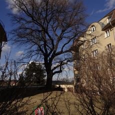 Dub letní v ulici U Malvazinky