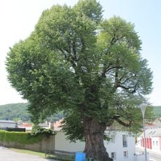 Friedhofslinde Wiesen, Burgenland