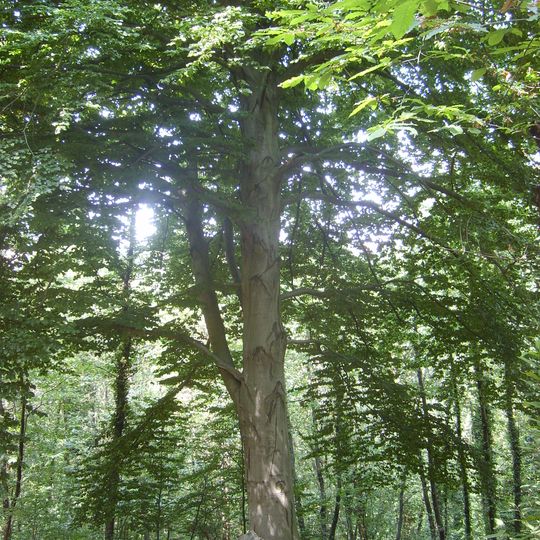 Riserva naturale speciale del Bosco del Vaj
