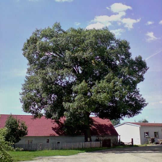 Dub červený u č. 58 v Děbolíně