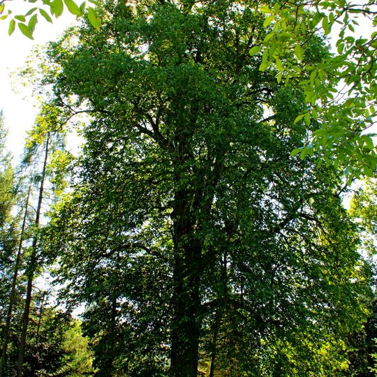 Winterlinde von Oberweißenbach