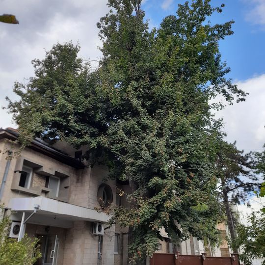 Acer platanoides on Mateevici street, Chișinău