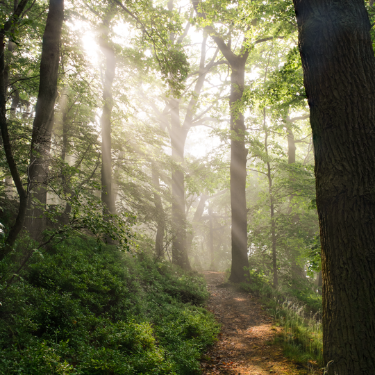 Dammelsberg und Köhlersgrund