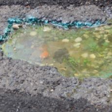 Gold fish in a pothole