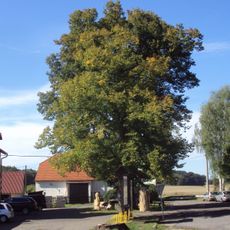 Lípa v Novinách pod Ralskem