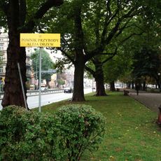 Aleja platanowa w Legnicy