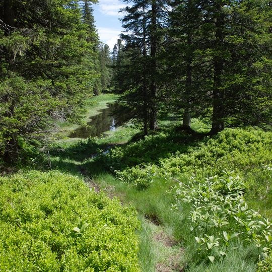 Moor beim Fysteren Graben