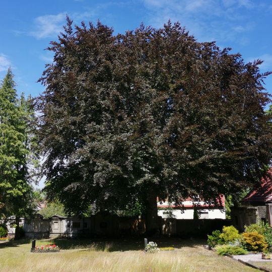 Naturdenkmal Rotbuche auf dem Friedhof Ortrand