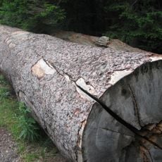 Podlešákův jilm v Boubské