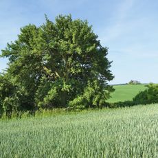 Hruška u Roudenské cesty