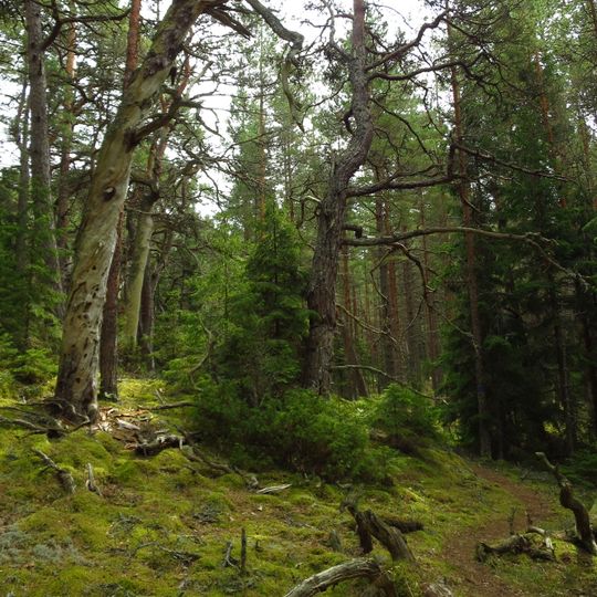 Rezerwat przyrody Kõpu