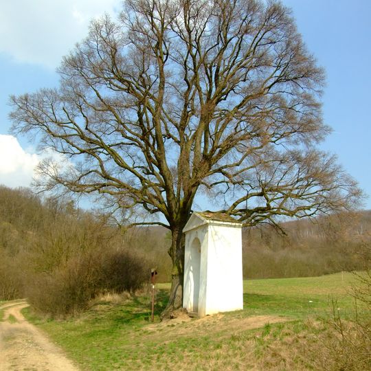 Lípa u Hlásné Třebaně