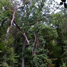 Memorial oakery nature monument