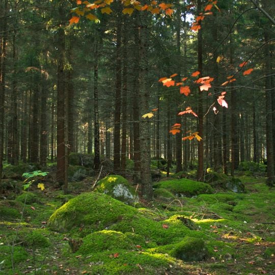 Färnebofjärden National Park
