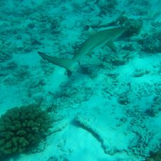 Turtle reef snorkelling place