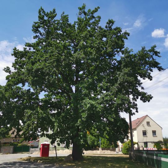 Naturdenkmal Stieleiche