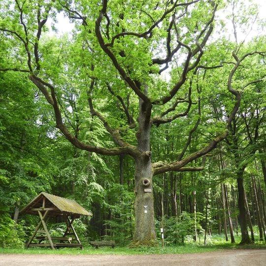 Jägereiche bei Bad Sooden-Allendorf