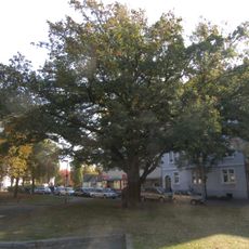 Jahn Eiche in Offenbach am Main