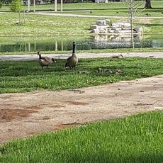 Linden Park Splash Pad