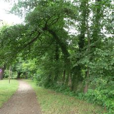 Sumpfeichen am Ostrower Damm