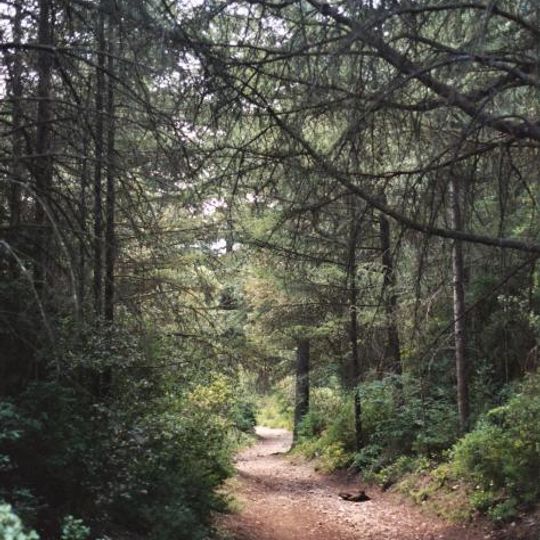 Forêt des cèdres du Luberon