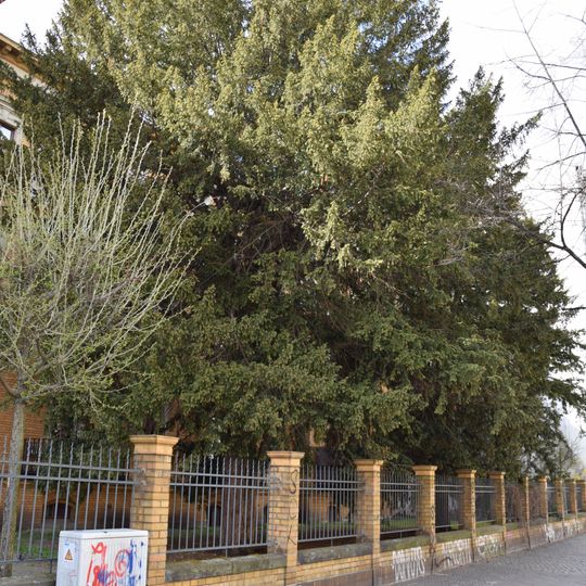 Gemeine Eibe Großbeerenstraße 22