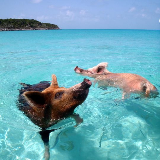 Pig Beach