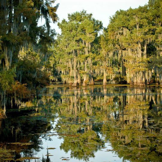Lake Bistineau State Park
