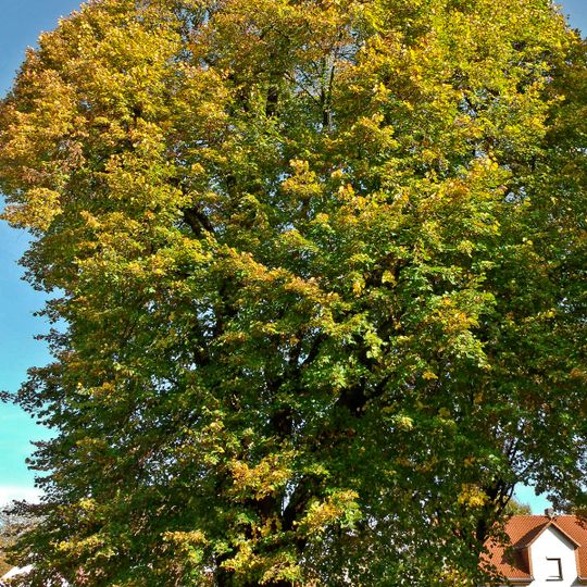 Naturdenkmal [[Linden