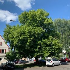 1 Linde, Naturdenkmal in Ostfildern