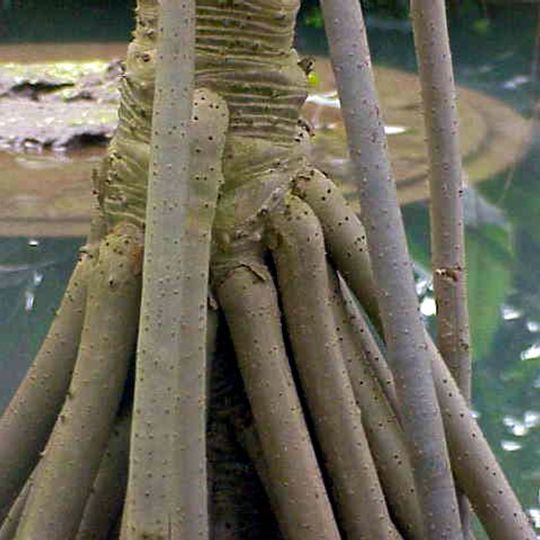 Anderson Park de Townsville