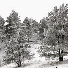 Kedrovaya Pad Nature Reserve
