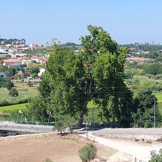 Árvore isolada em R. dos Bombeiros Voluntários - Louriçal