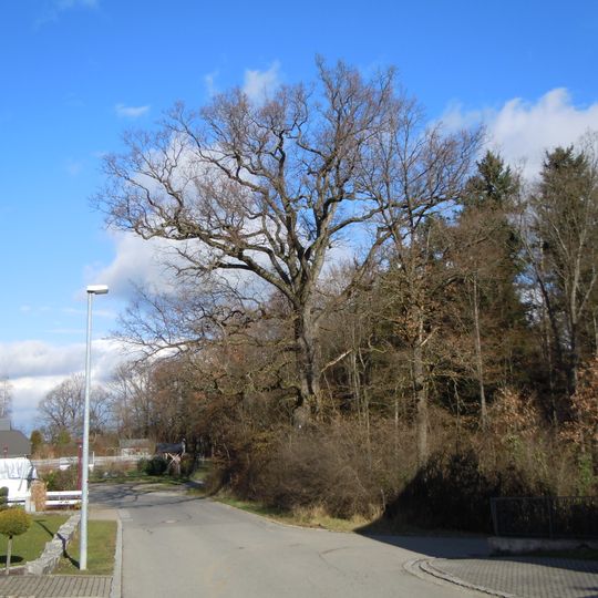 1 Stieleiche, "Lehleseiche"