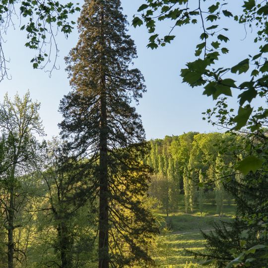 Mammutbaum in Bensheim