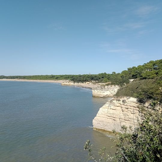Conche de Royan