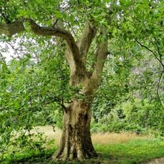 Naturdenkmal Platane im Blumberger Park