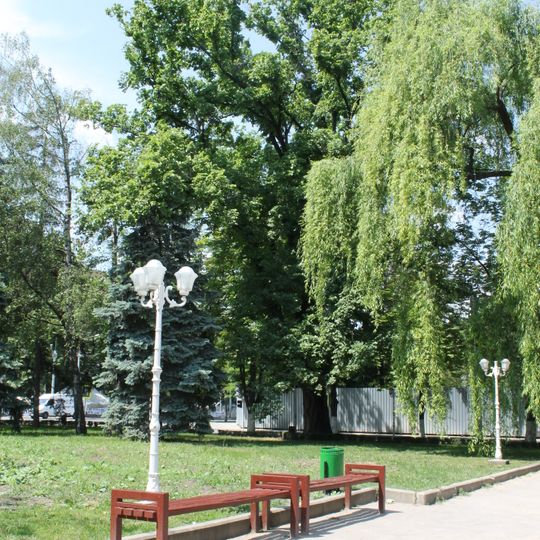 Ulmus laevis near Opera and Ballet Theatre, Chișinău
