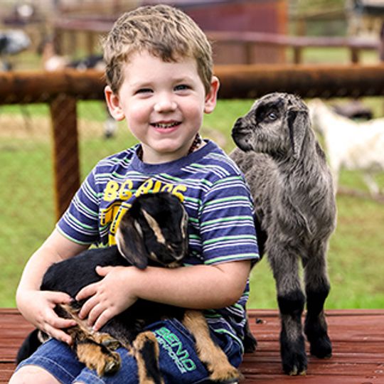 Swan Valley Cuddly Animal Farm