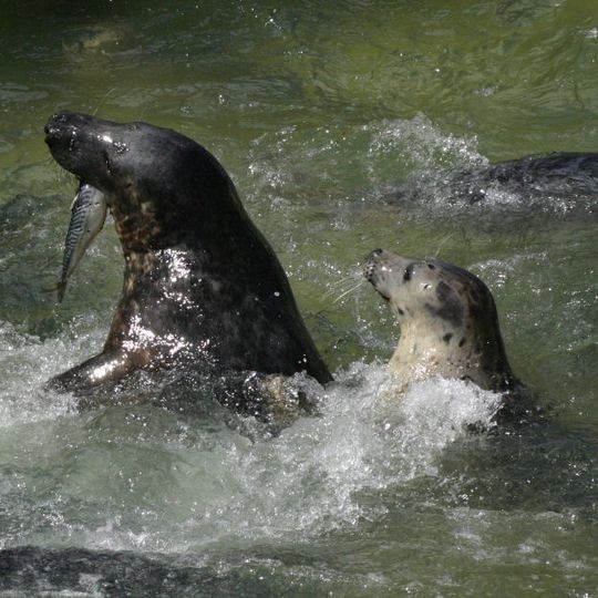 Cornish Seal Sanctuary