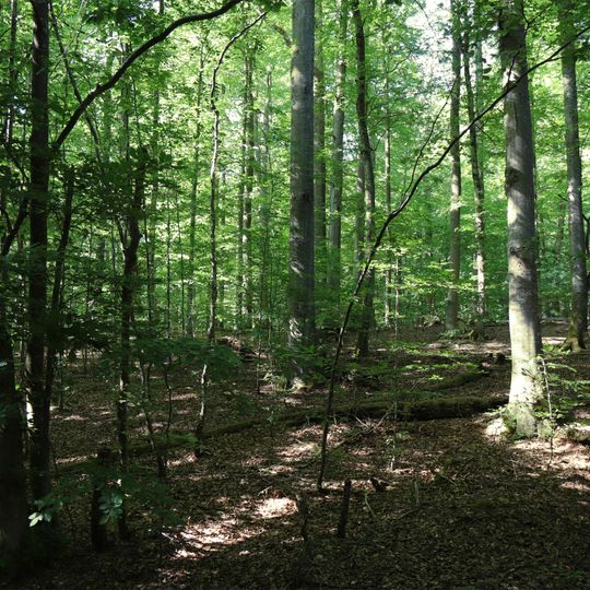 Naturwaldreservat Eichhall