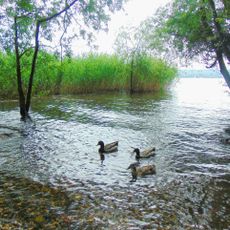 Canneti del Lago Maggiore