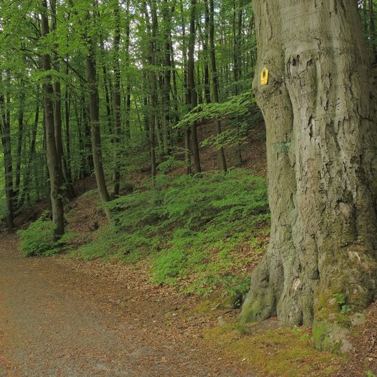 Naturdenkmal Rot-Buche Hammerthal, Weg vom Umspannwerk zur Jugendherberge. in Bad Freienwalde