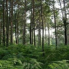 Parco della Pineta di Appiano Gentile e Tradate