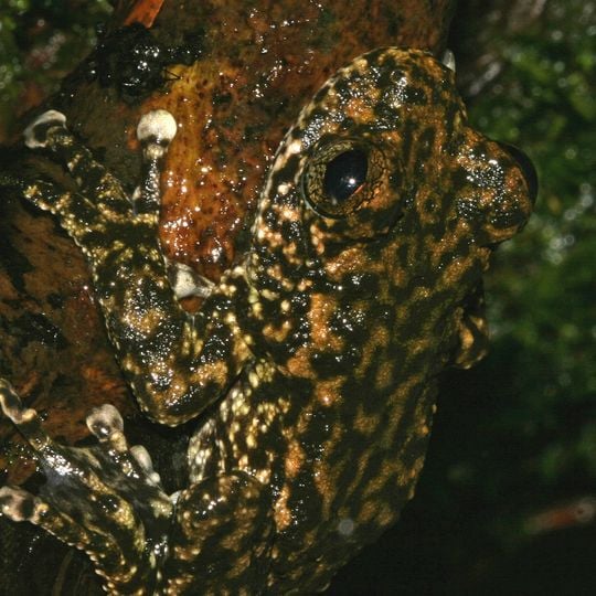 Mount Lewis National Park